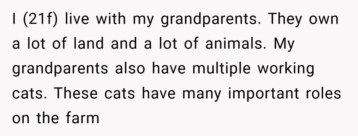 I (21f) live with my grandparents. They own a lot of land and a lot of animals. My grandparents also have multiple working cats. These cats have many important roles...