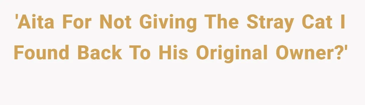 'AITA for not giving the stray cat I found back to his original owner?'