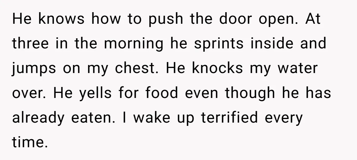 He knows how to push the door open. At three in the morning he sprints inside and jumps on my chest. He knocks my water over. He yells for food...