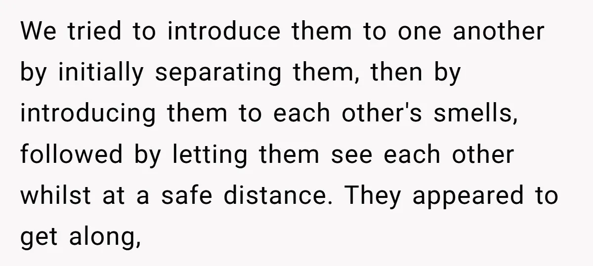 We tried to introduce them to one another by initially separating them, then by introducing them to each other's smells, followed by letting them see each other whilst at a...