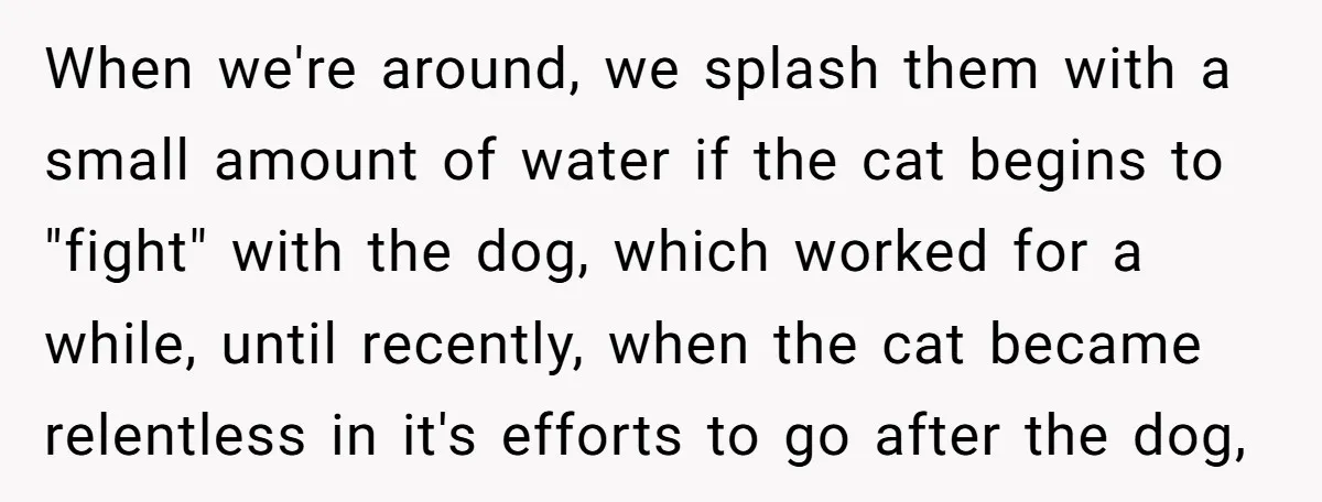 When we're around, we splash them with a small amount of water if the cat begins to "fight" with the dog, which worked for a while, until recently, when the...
