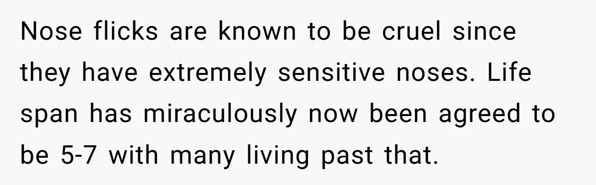 Nose flicks are known to be cruel since they have extremely sensitive noses. Life span has miraculously now been agreed to be 5-7 with many living past that.