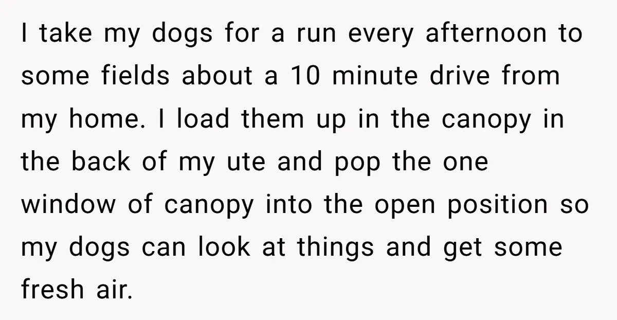 I take my dogs for a run every afternoon to some fields about a 10 minute drive from my home. I load them up in the canopy in the back...