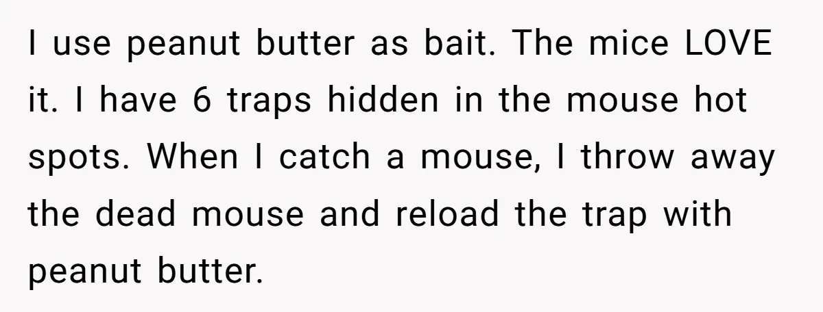 I use peanut butter as bait. The mice LOVE it. I have 6 traps hidden in the mouse hot spots. When I catch a mouse, I throw away the dead...