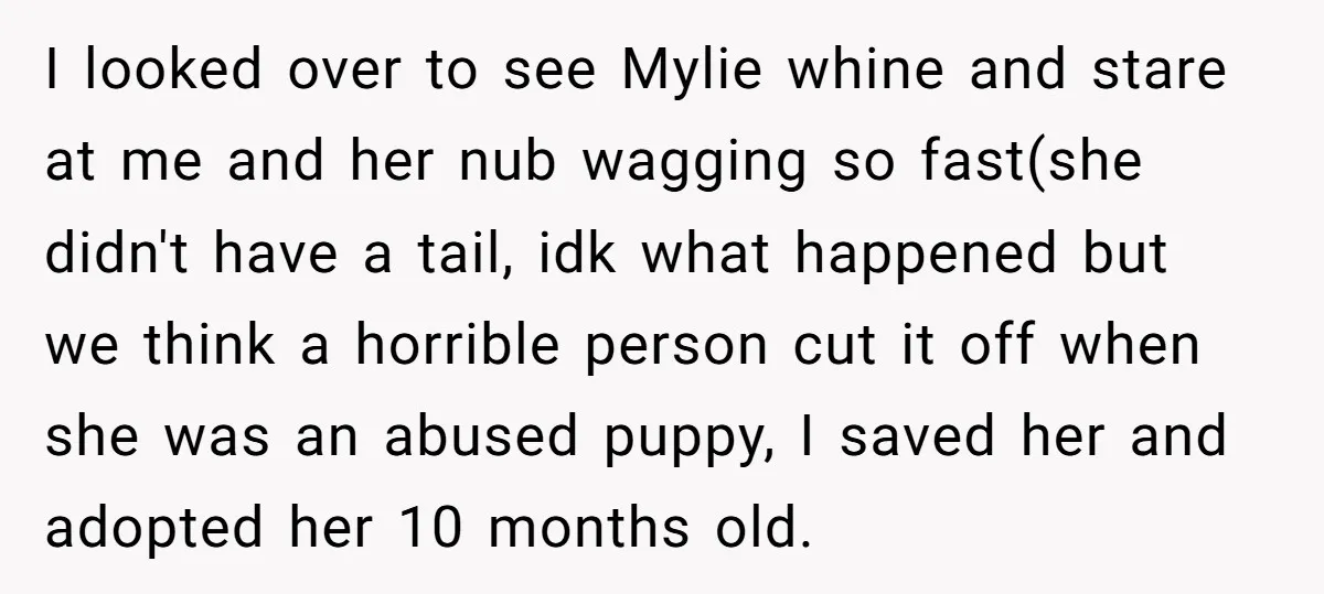 I looked over to see Mylie whine and stare at me and her nub wagging so fast(she didn't have a tail, idk what happened but we think a horrible person...