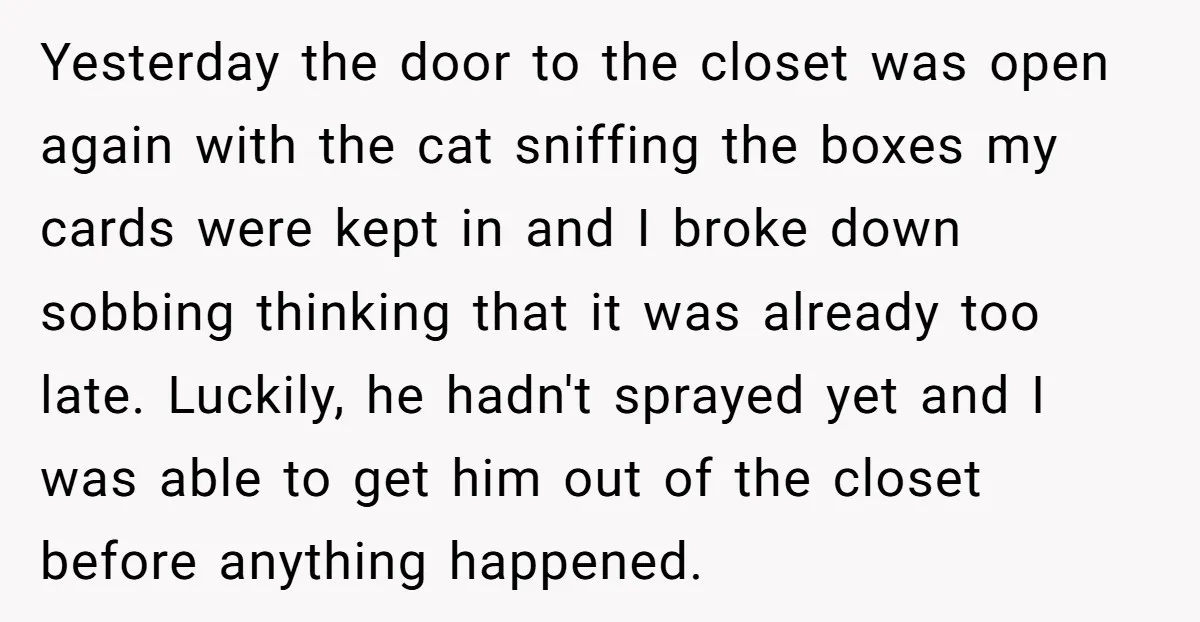 Yesterday the door to the closet was open again with the cat sniffing the boxes my cards were kept in and I broke down sobbing thinking that it was already...