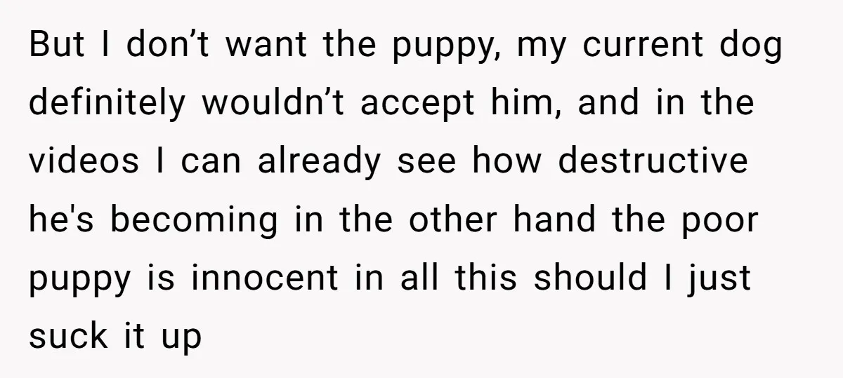But I don’t want the puppy, my current dog definitely wouldn’t accept him, and in the videos I can already see how destructive he's becoming in the other hand the...