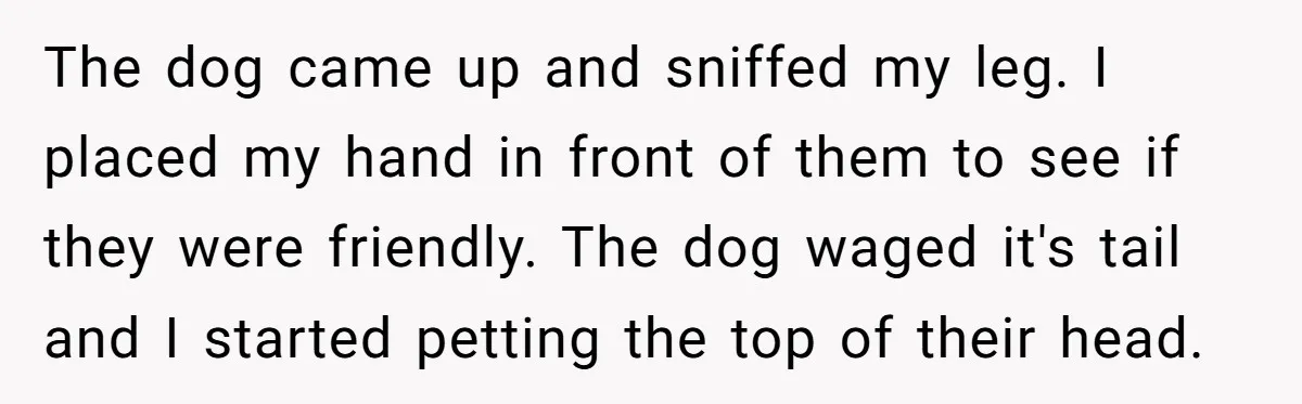 The dog came up and sniffed my leg. I placed my hand in front of them to see if they were friendly. The dog waged it's tail and I started...