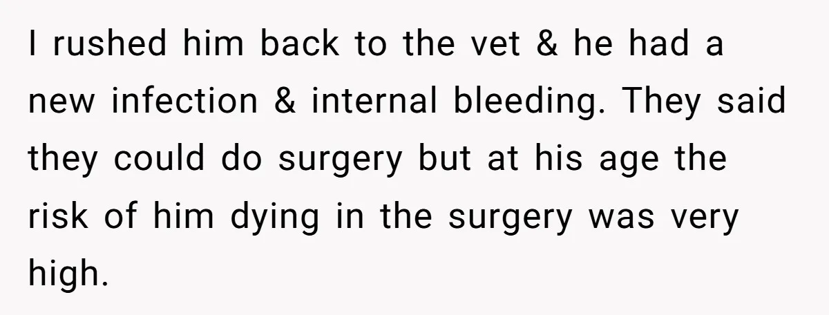 I rushed him back to the vet & he had a new infection & internal bleeding. They said they could do surgery but at his age the risk of him...