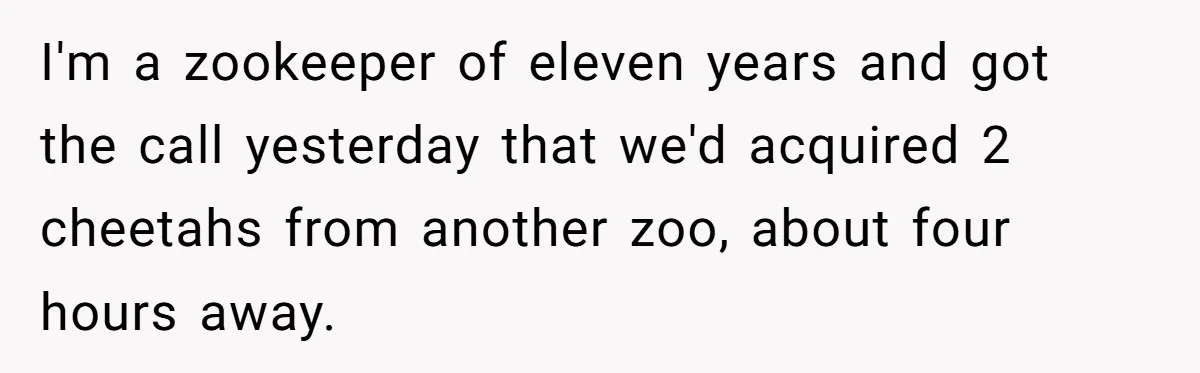 I'm a zookeeper of eleven years and got the call yesterday that we'd acquired 2 cheetahs from another zoo, about four hours away.