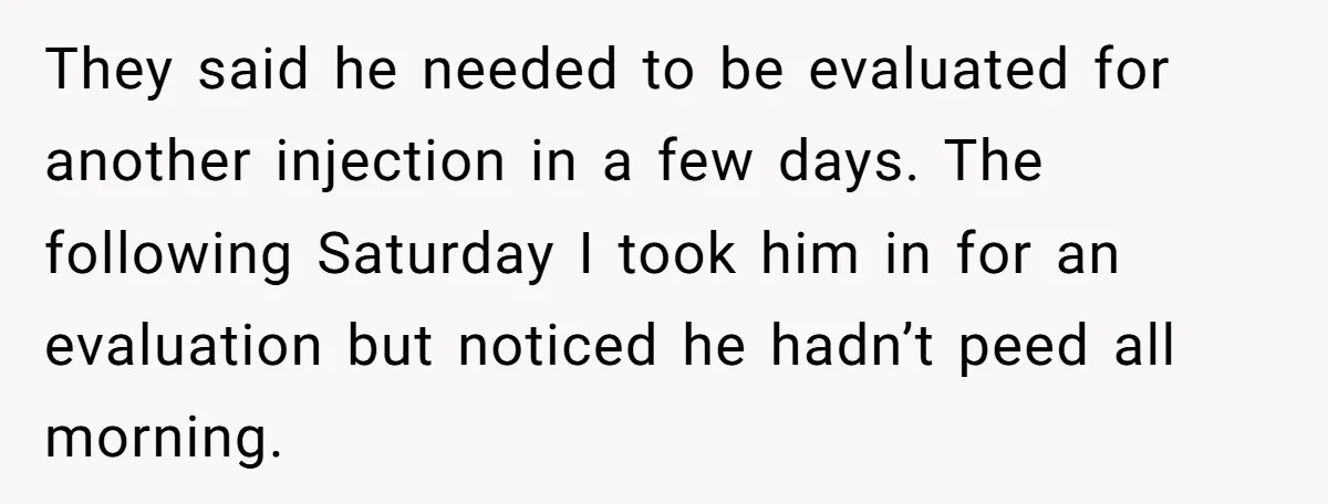 They said he needed to be evaluated for another injection in a few days. The following Saturday I took him in for an evaluation but noticed he hadn’t peed all...