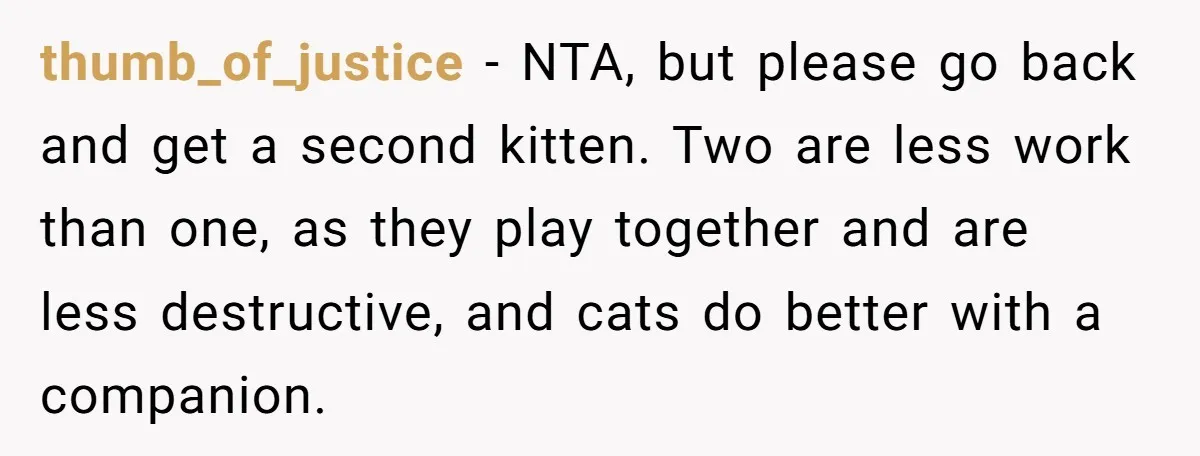 thumb_of_justice − NTA, but please go back and get a second kitten. Two are less work than one, as they play together and are less destructive, and cats do better...