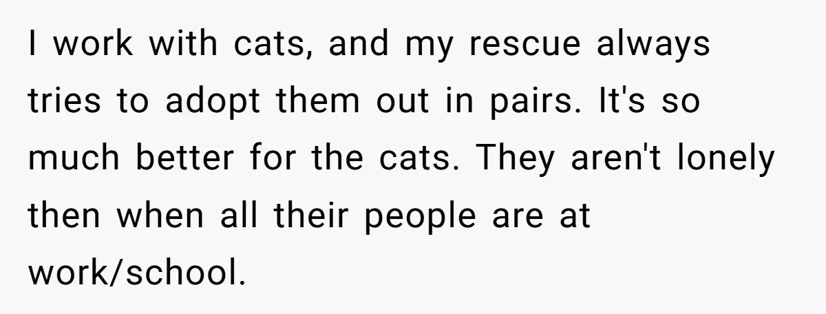 I work with cats, and my rescue always tries to adopt them out in pairs. It's so much better for the cats. They aren't lonely then when all their people...