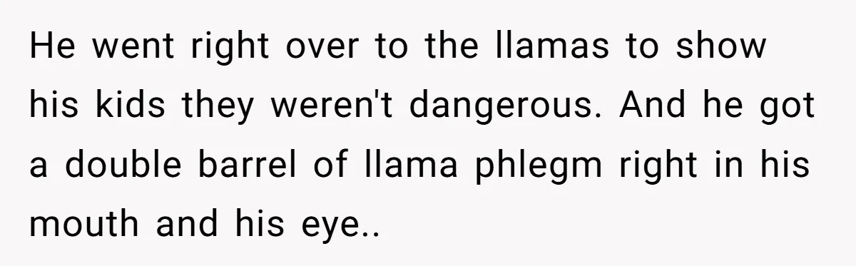 He went right over to the llamas to show his kids they weren't dangerous. And he got a double barrel of llama phlegm right in his mouth and his eye..