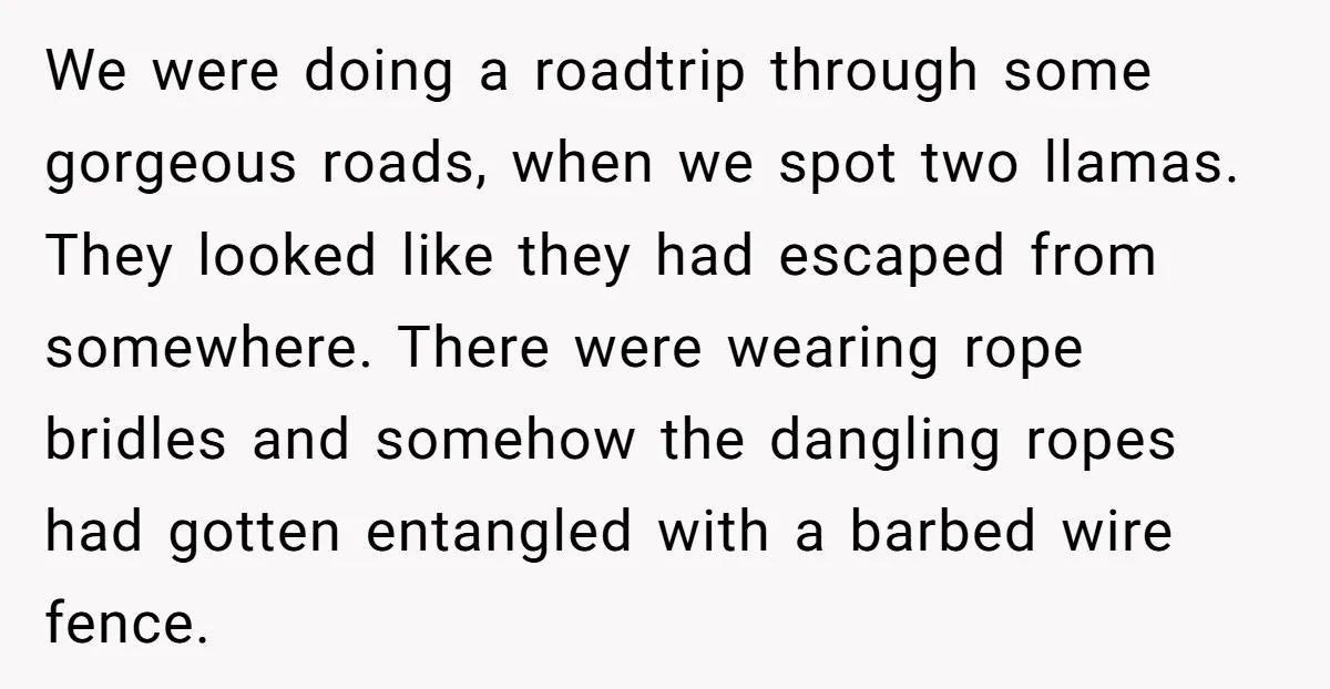 We were doing a roadtrip through some gorgeous roads, when we spot two llamas. They looked like they had escaped from somewhere. There were wearing rope bridles and somehow the...