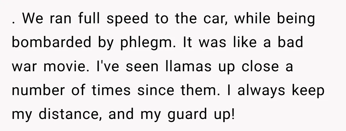 . We ran full speed to the car, while being bombarded by phlegm. It was like a bad war movie. I've seen llamas up close a number of times since...