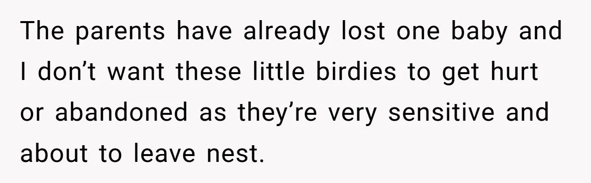 The parents have already lost one baby and I don’t want these little birdies to get hurt or abandoned as they’re very sensitive and about to leave nest.