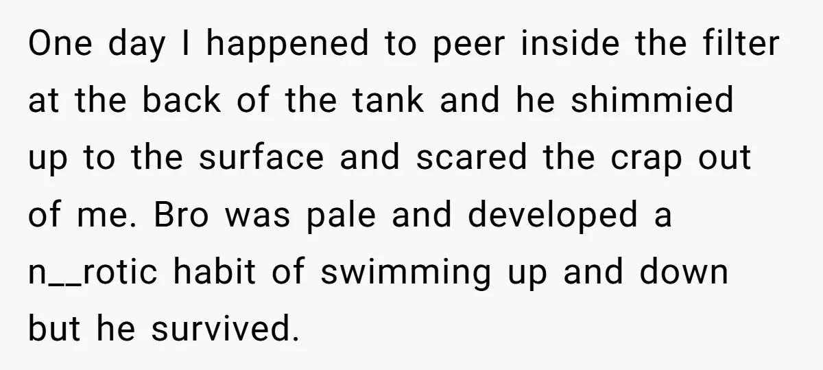 One day I happened to peer inside the filter at the back of the tank and he shimmied up to the surface and scared the crap out of me. Bro...