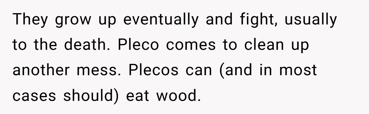They grow up eventually and fight, usually to the death. Pleco comes to clean up another mess. Plecos can (and in most cases should) eat wood.