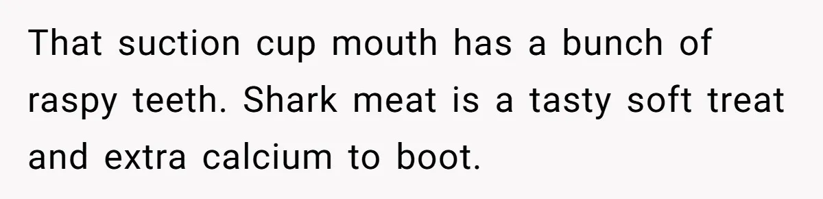 That suction cup mouth has a bunch of raspy teeth. Shark meat is a tasty soft treat and extra calcium to boot.