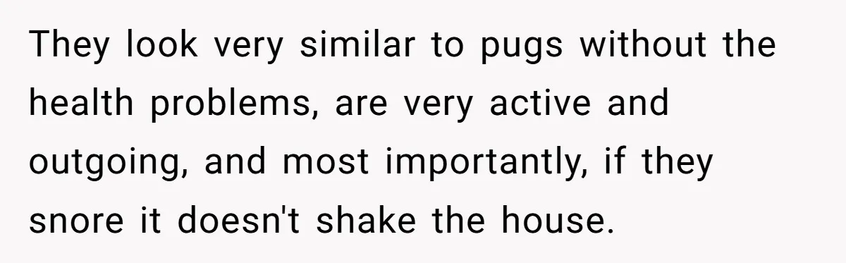 They look very similar to pugs without the health problems, are very active and outgoing, and most importantly, if they snore it doesn't shake the house.