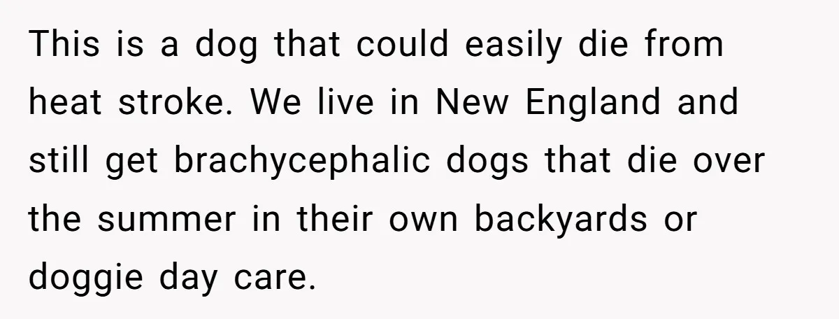 This is a dog that could easily die from heat stroke. We live in New England and still get brachycephalic dogs that die over the summer in their own backyards...