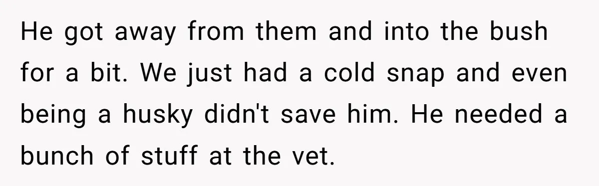 He got away from them and into the bush for a bit. We just had a cold snap and even being a husky didn't save him. He needed a bunch...