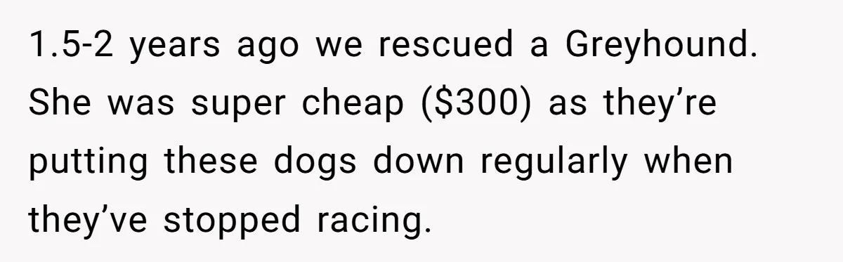 1.5-2 years ago we rescued a Greyhound. She was super cheap ($300) as they’re putting these dogs down regularly when they’ve stopped racing.