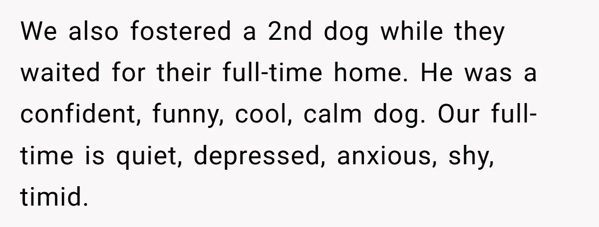 We also fostered a 2nd dog while they waited for their full-time home. He was a confident, funny, cool, calm dog. Our full-time is quiet, depressed, anxious, shy, timid.
