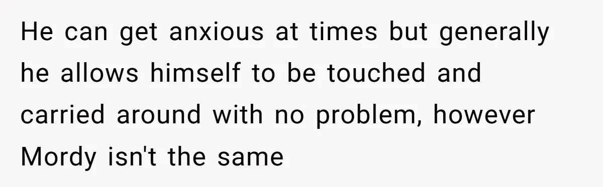 He can get anxious at times but generally he allows himself to be touched and carried around with no problem, however Mordy isn't the same