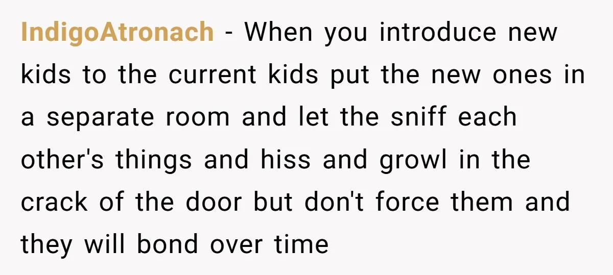 IndigoAtronach − When you introduce new kids to the current kids put the new ones in a separate room and let the sniff each other's things and hiss and growl...