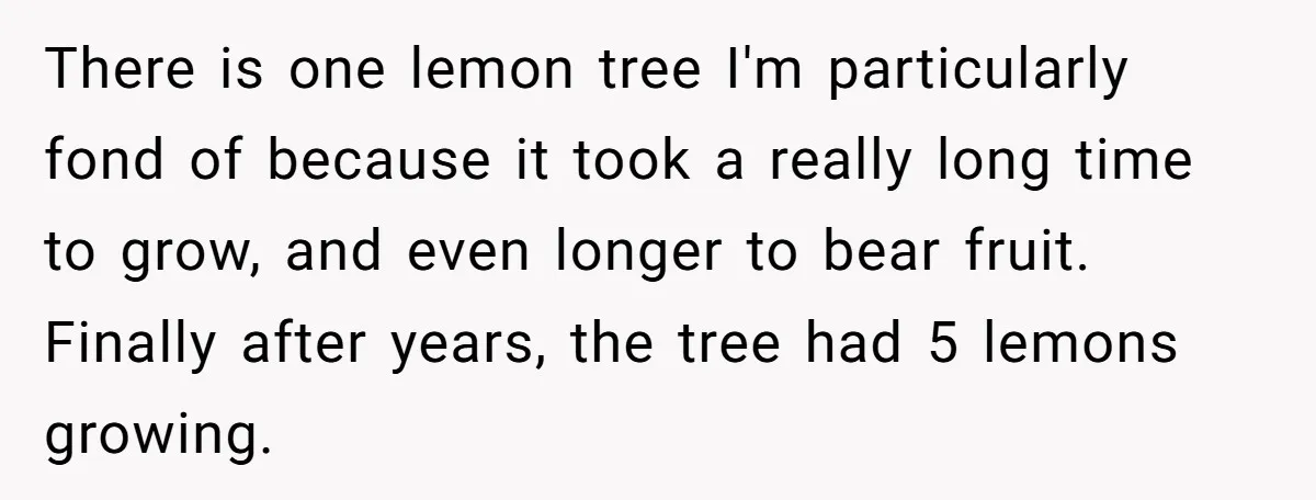 There is one lemon tree I'm particularly fond of because it took a really long time to grow, and even longer to bear fruit. Finally after years, the tree had...