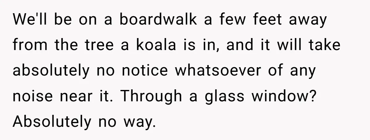 We'll be on a boardwalk a few feet away from the tree a koala is in, and it will take absolutely no notice whatsoever of any noise near it. Through...