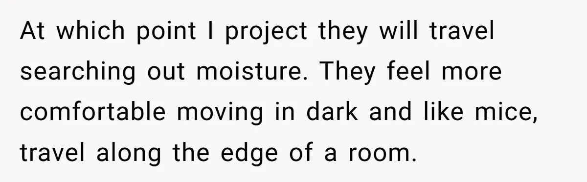 At which point I project they will travel searching out moisture. They feel more comfortable moving in dark and like mice, travel along the edge of a room.