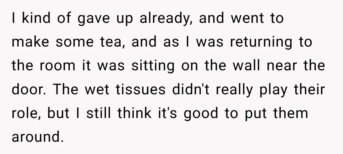 I kind of gave up already, and went to make some tea, and as I was returning to the room it was sitting on the wall near the door. The...