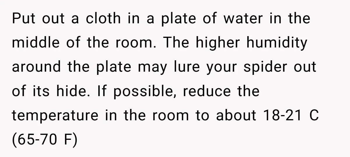 Put out a cloth in a plate of water in the middle of the room. The higher humidity around the plate may lure your spider out of its hide. If...