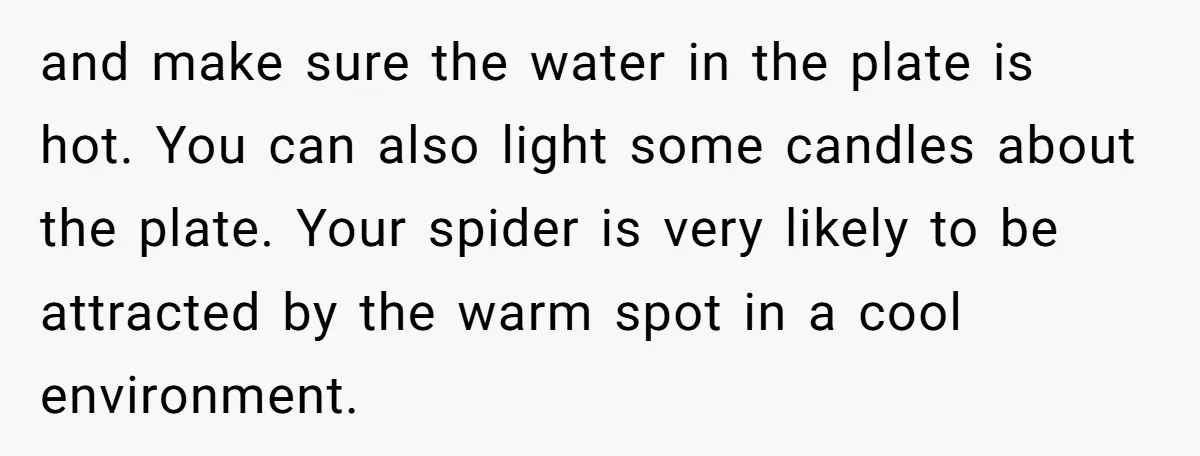 and make sure the water in the plate is hot. You can also light some candles about the plate. Your spider is very likely to be attracted by the warm...