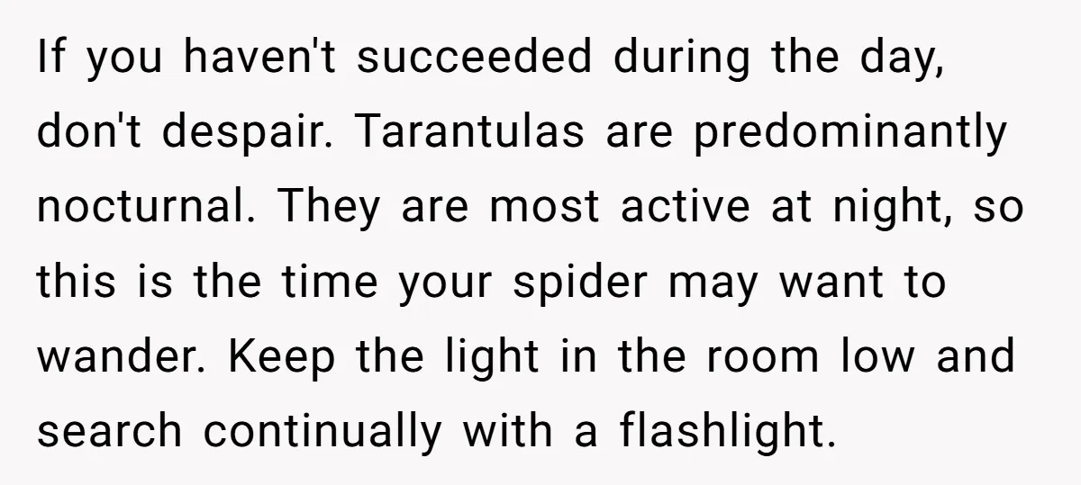 If you haven't succeeded during the day, don't despair. Tarantulas are predominantly nocturnal. They are most active at night, so this is the time your spider may want to wander....