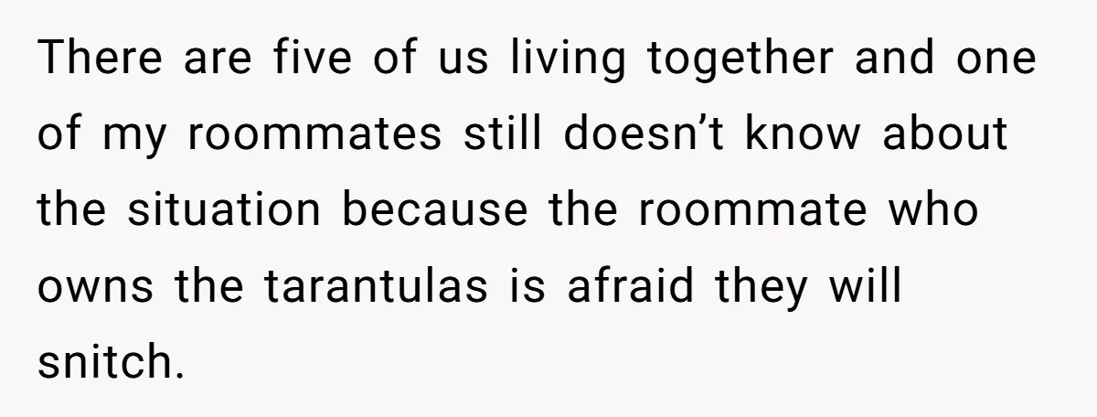 There are five of us living together and one of my roommates still doesn’t know about the situation because the roommate who owns the tarantulas is afraid they will snitch.
