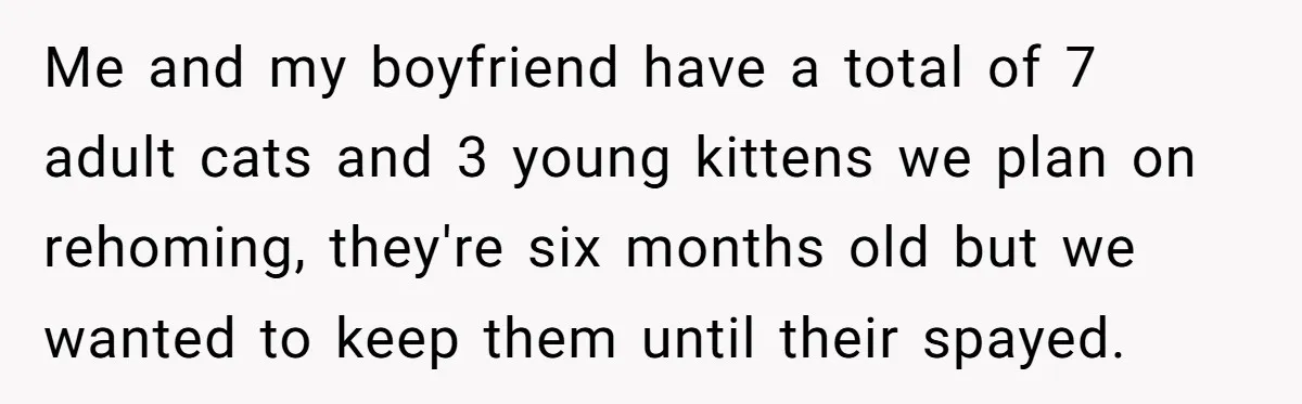 Me and my boyfriend have a total of 7 adult cats and 3 young kittens we plan on rehoming, they're six months old but we wanted to keep them until...