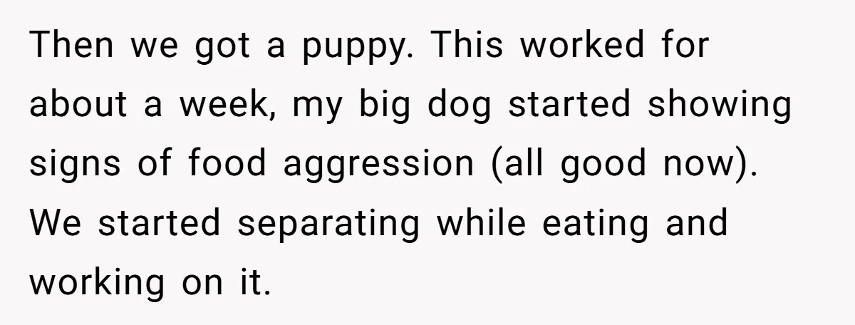 Then we got a puppy. This worked for about a week, my big dog started showing signs of food aggression (all good now). We started separating while eating and working...