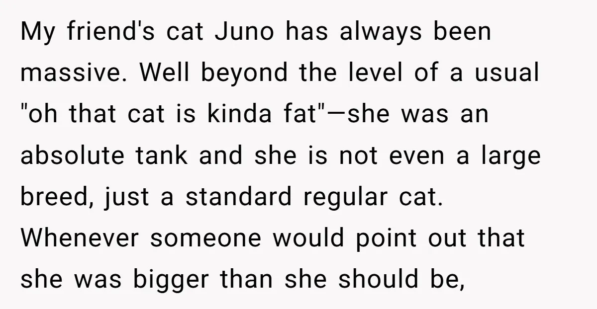 My friend's cat Juno has always been massive. Well beyond the level of a usual "oh that cat is kinda fat"—she was an absolute tank and she is not even...