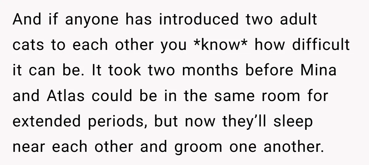 And if anyone has introduced two adult cats to each other you *know* how difficult it can be. It took two months before Mina and Atlas could be in the...