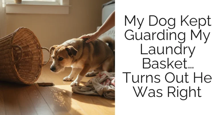 My Dog Kept Guarding My Laundry Basket… Turns Out He Was Right