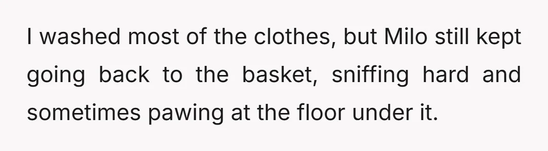 I washed most of the clothes, but Milo still kept going back to the basket, sniffing hard and sometimes pawing at the floor under it.