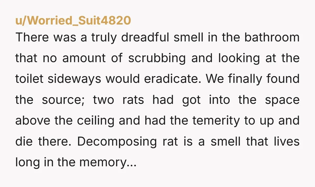 u/Worried_Suit4820 There was a truly dreadful smell in the bathroom that no amount of scrubbing and looking at the toilet sideways would eradicate. We finally found the source; two rats...