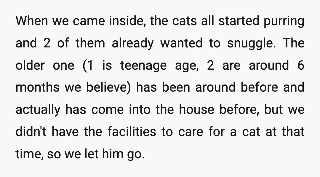 When we came inside, the cats all started purring and 2 of them already wanted to snuggle. The older one (1 is teenage age, 2 are around 6 months we...