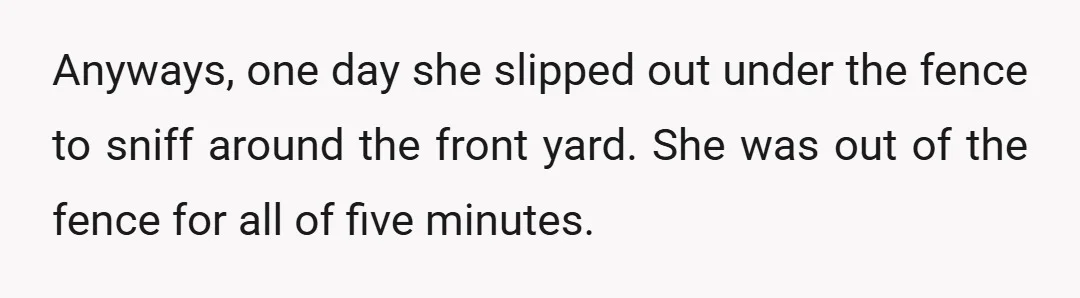Anyways, one day she slipped out under the fence to sniff around the front yard. She was out of the fence for all of five minutes.
