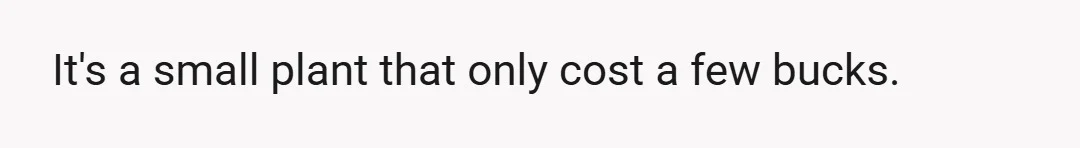 It's a small plant that only cost a few bucks.
