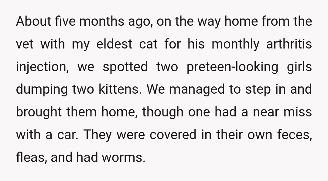About five months ago, on the way home from the vet with my eldest cat for his monthly arthritis injection, we spotted two preteen-looking girls dumping two kittens. We managed...